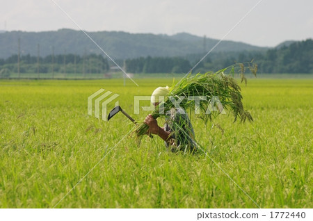 Weeding in paddy fields Weeding in paddy fields 1772440