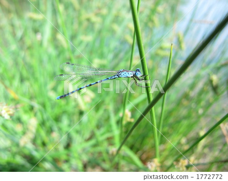 Dragonfly, dragonfly, dragonfly Dragonfly, dragonfly, dragonfly 1772772