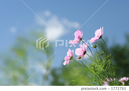 Cosmos swaying in the wind Cosmos swaying in the wind 1772781