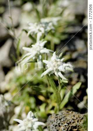 雪絨花 雪絨花 1772906