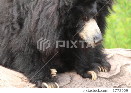 Sloth bear Sloth bear 1772909
