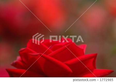 rose	 1772985