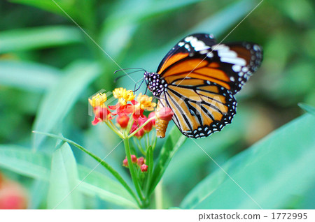 Flower of Monarch and Towata 1772995