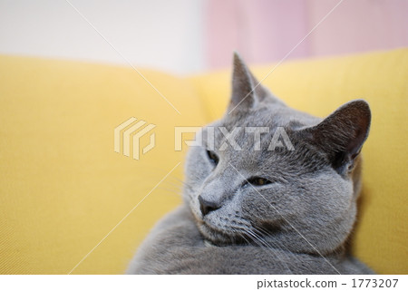 Lean on the sofa ♂ Chartreuse Lean on the sofa ♂ Chartreuse 1773207