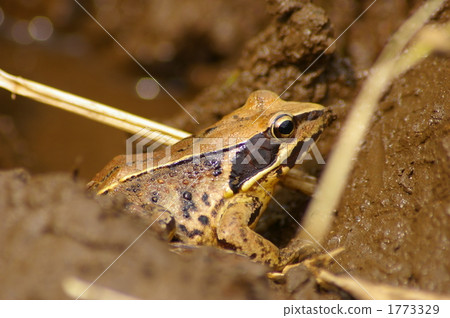 在Yatsuda的日本黑色青蛙 1773329