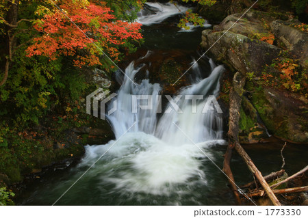 Tubanobori秋葉 1773330