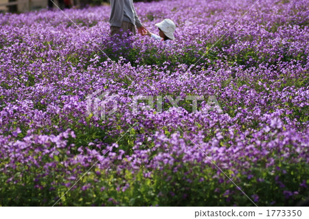flower garden, flower field, purple 1773350