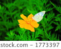 Cosmos and Butterflies 1773397