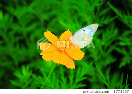 Cosmos and Butterflies Cosmos and Butterflies 1773397