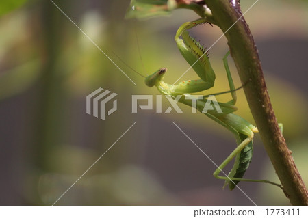 幸福的胎記 1773411