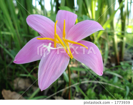 Saffron Moddoki 1773939