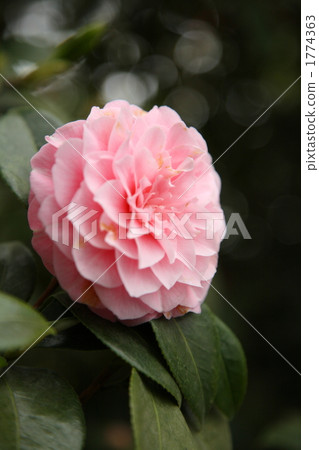 Yukitsubaki "Daisen" Yukitsubaki "Daisen" 1774363