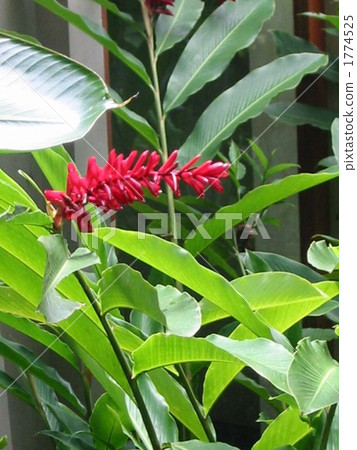 巴厘島的花朵 巴厘島的花朵 1774525