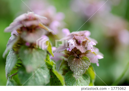 Himeodoricosoum 1775062