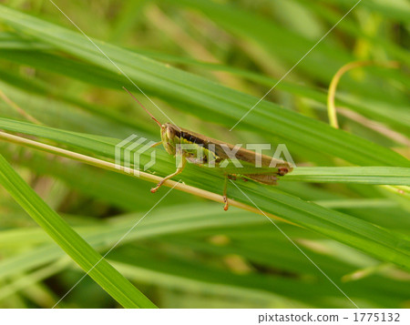 Hanenagayinago Hanenagayinago 1775132