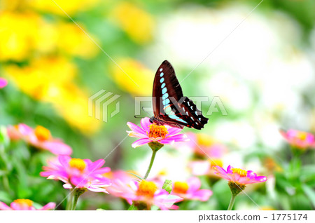 Flower field and butterfly 1775174
