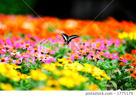 Flower field and butterfly 1775179