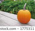 Pumpkin 6 1775311
