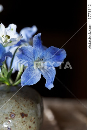 delphinium, botanic, botanical 1775342
