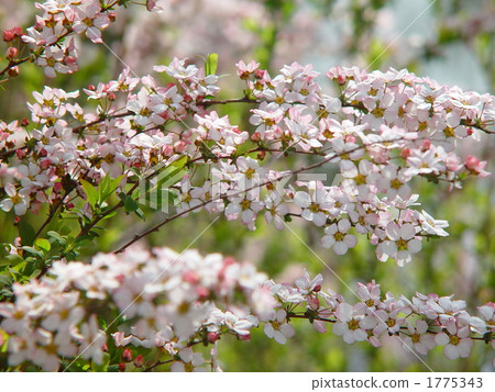 Mar. Safflower Yukiyanagi / Rosaceae 02 1775343