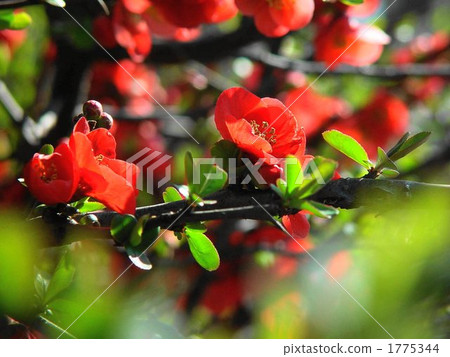 Mar. Boke · Ibaraka 02 1775344