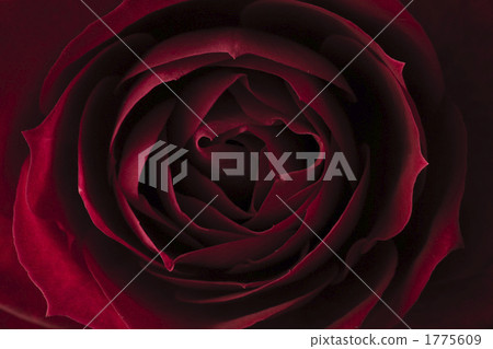 玫瑰的中心 1775609