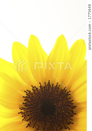 光向日葵 1775649