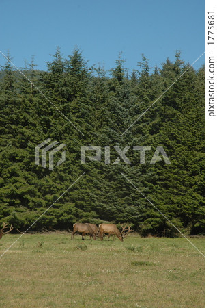 鹿 麋鹿 加州 1775681