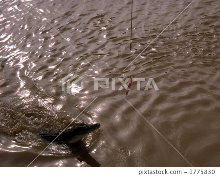 Jumping Crocodile Cruise 1775830