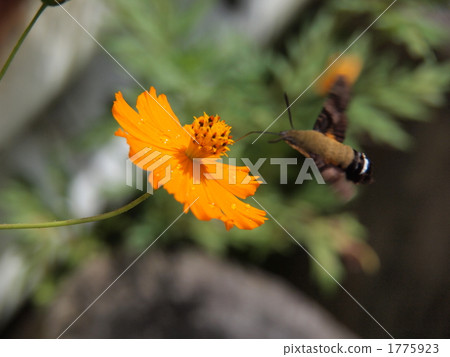 cosmos, cosmea, moth 1775923
