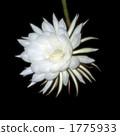 Tsukisa 1775933