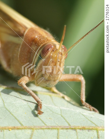 巴坦加粳稻 巴坦加粳稻 1776314