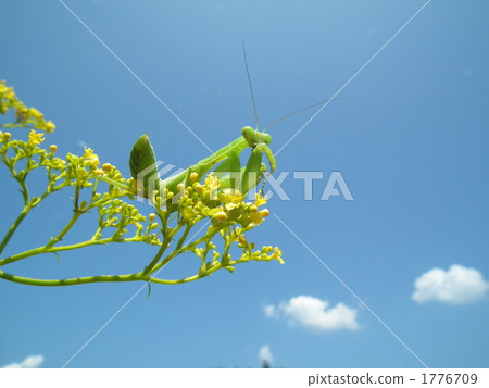 The maiden flower and baby mantis 1776709