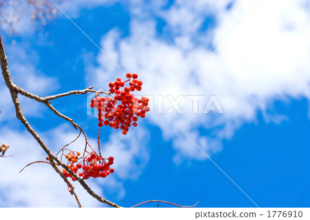 Fruit and sky of Nanakamado of Oze Fruit and sky of Nanakamado of Oze 1776910