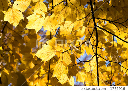 The yellow leaves of Urihadada maple in Yamanakako village 1776916