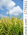 Rice 1776922