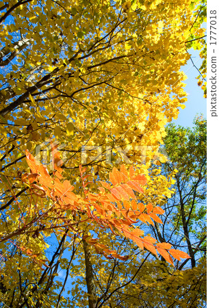 Autumn leaves of Urushi and Dango-bai in Yamanakako village Autumn leaves of Urushi and Dango-bai in Yamanakako village 1777018