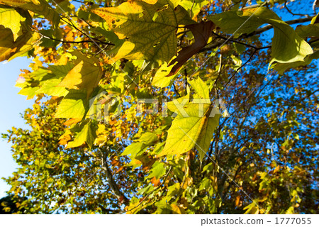 Autumn leaves of Momiji bushke Autumn leaves of Momiji bushke 1777055