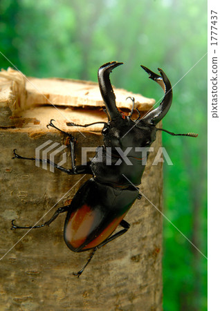 Parry Futamata stag beetle 1777437