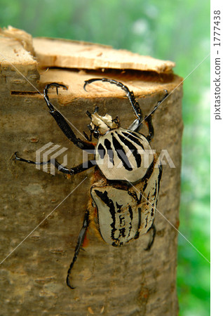 Goliath giant clam 1777438