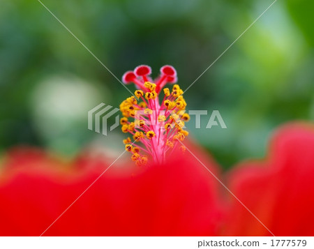 Hibiscus stamen 1777579