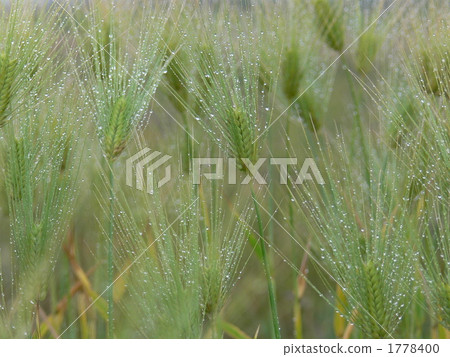 wheat, wheat field, wheatfield 1778400