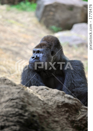 Gorilla Gorilla 1778476