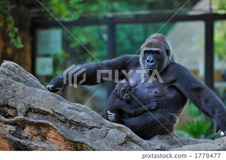 大猩猩的父母和孩子 1778477