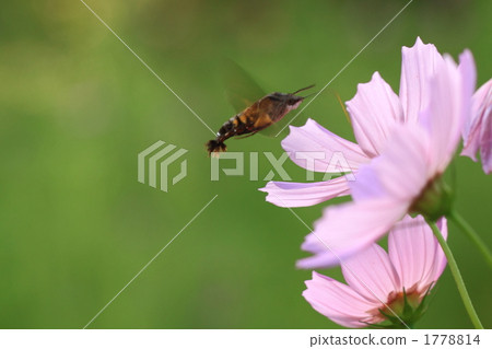 cosmos, cosmea, moth 1778814