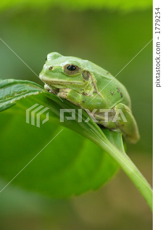 I am good at sipping 1779254