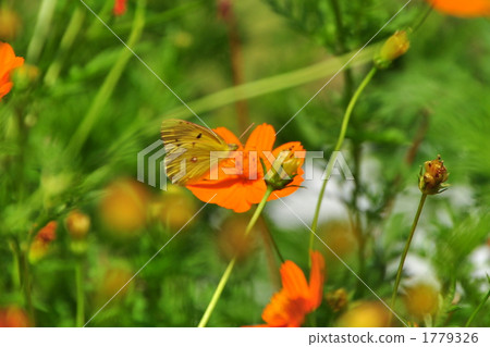 華麗 絢麗 斑斕 1779326