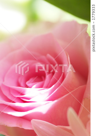 花瓣的Hikari 花瓣的Hikari 1779333