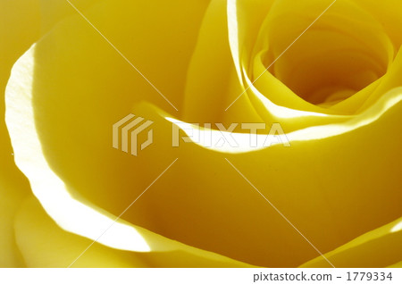黃色,優雅 黃色,優雅 1779334