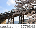 Bridge and cherry blossoms 1779348